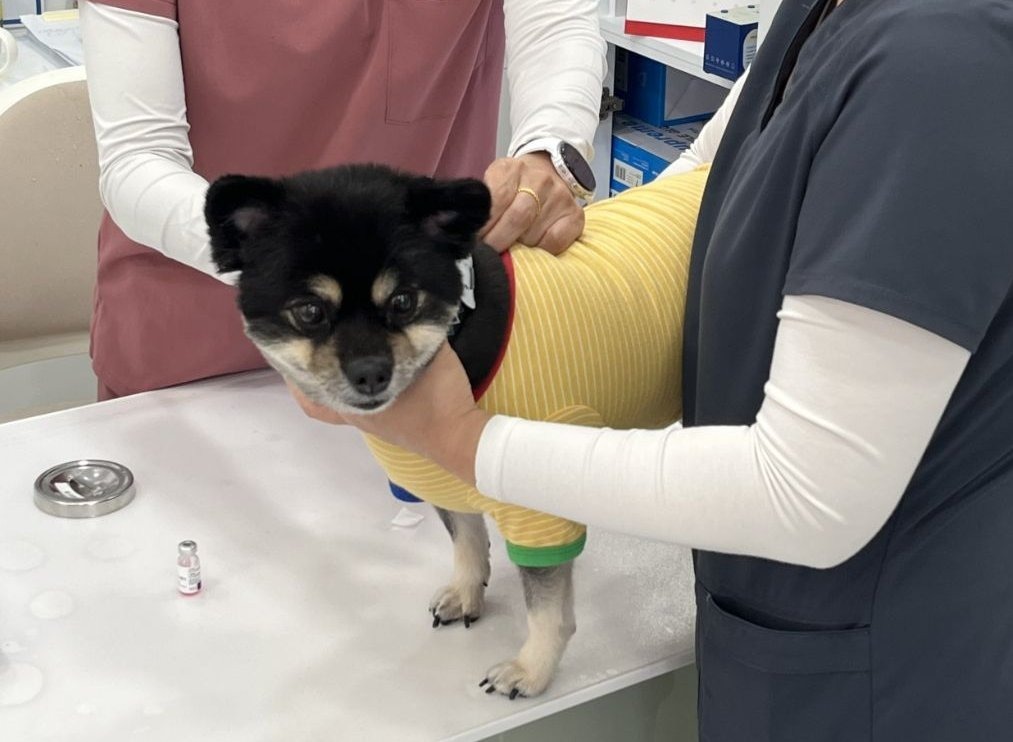 龙仁特例市从6日至11月8日对3个月龄以上的宠物犬进行狂犬病预防接种。龙仁市供图