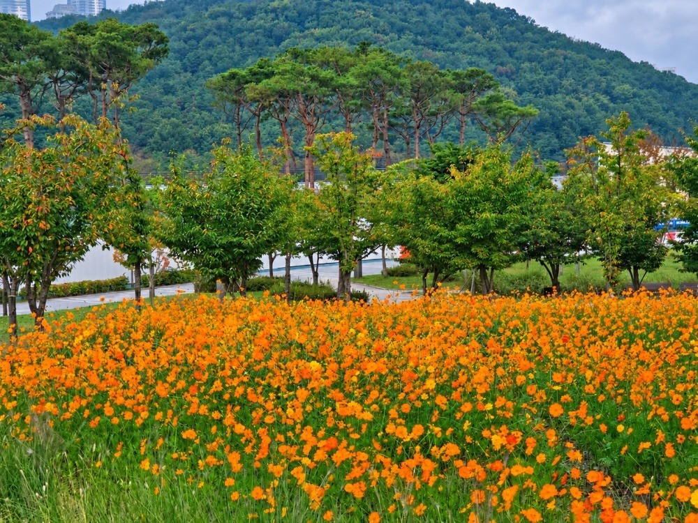 동탄여울공원에 주황빛 황화코스모스가 가득 피어나 가을의 정취를 더하고 있다. 화성시 제공