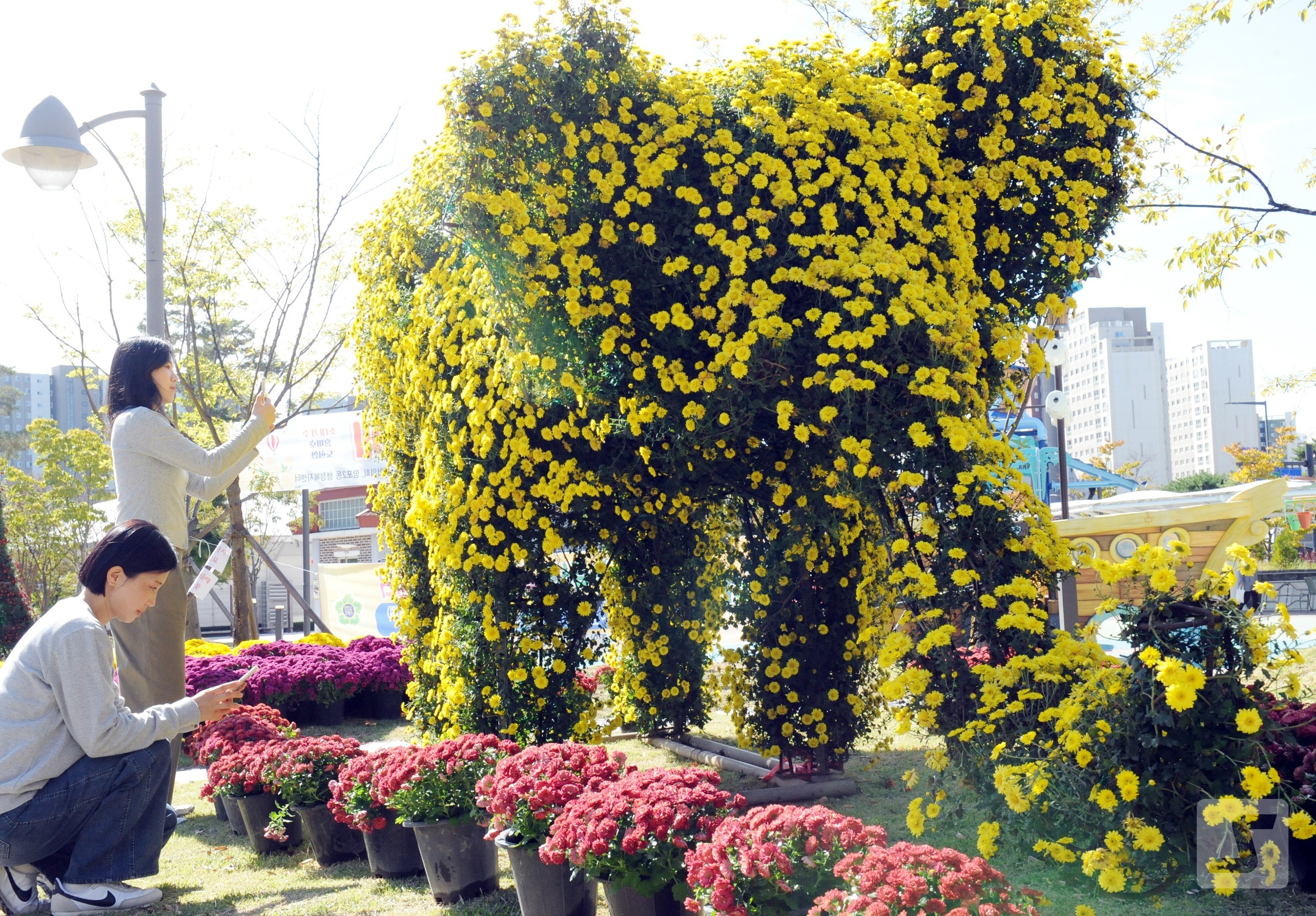 Vào ngày 23, một ngày trước Lễ hội nghệ thuật hoa cúc tại Mangpo 2-dong, Yeongdeungpo-gu, Thành phố Suwon, những công dân đến thăm công viên Jiseong đã chụp ảnh trước những bông hoa cúc được trưng bày.