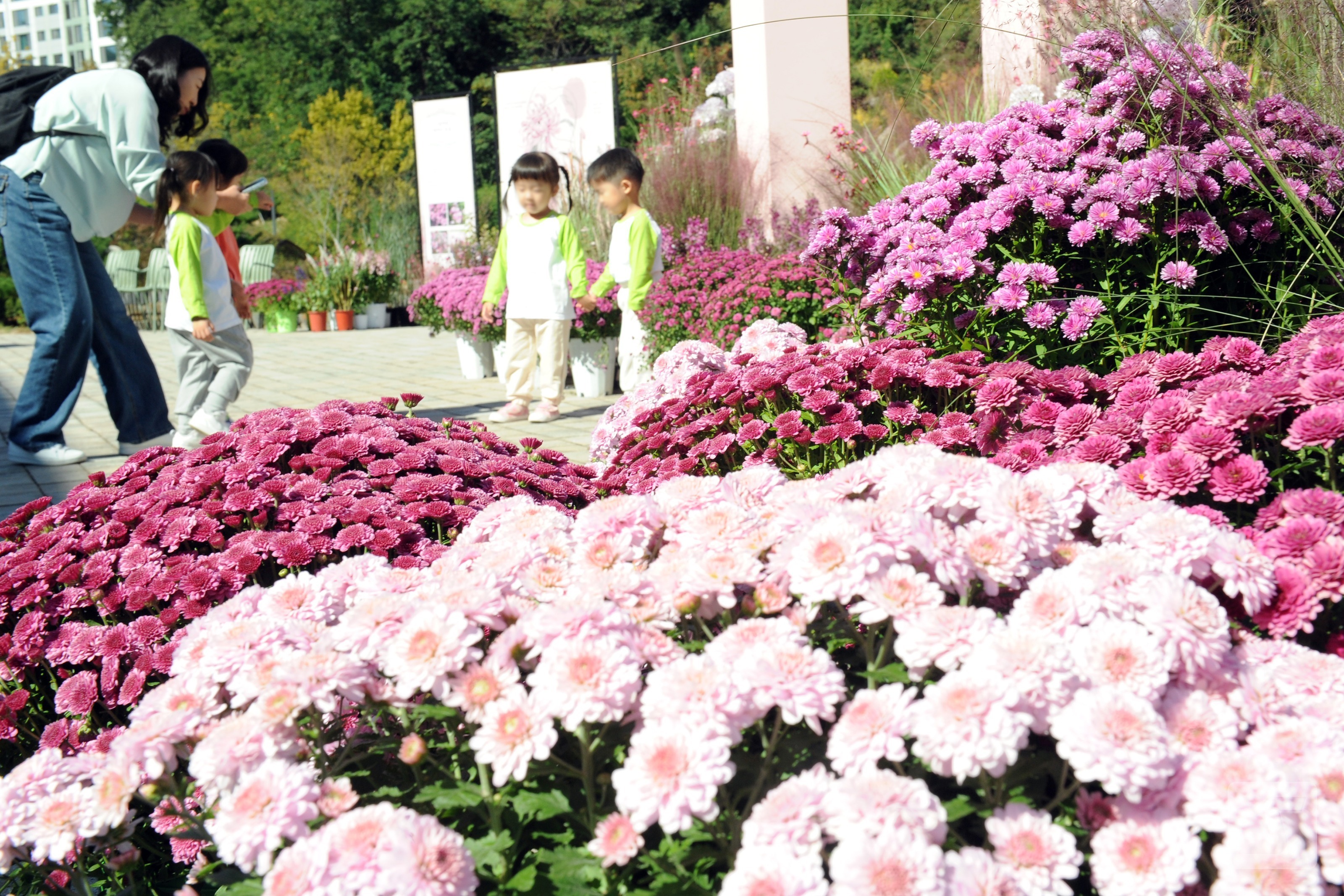 On the morning of the 7th, children take commemorative photos at a chrysanthemum flower photo zone during an autumn exhibition held at Suwon Younghung Arboretum in Suwon on the theme of 'Pink Blossoms Beyond the Frame.'