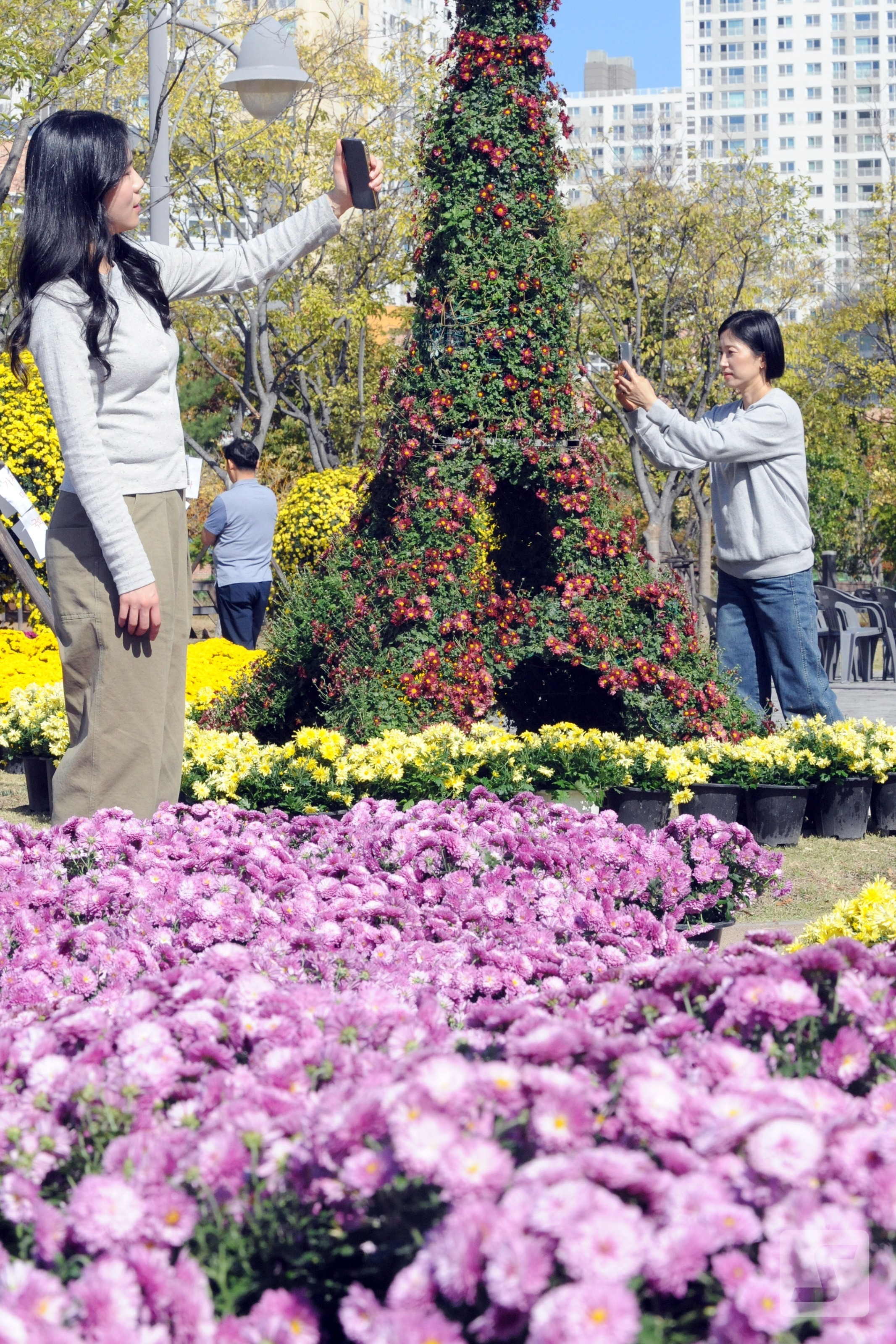 Vào ngày 23, một ngày trước Lễ hội nghệ thuật hoa cúc tại Mangpo 2-dong, Yeongdeungpo-gu, Thành phố Suwon, những công dân đến thăm công viên Jiseong đã chụp ảnh trước những bông hoa cúc được trưng bày.